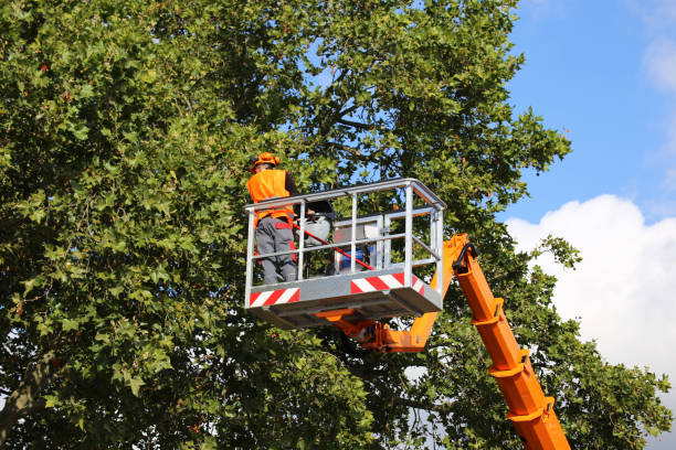Best Root Management and Removal  in Upper Lake, CA