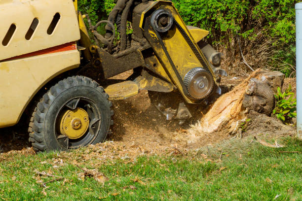 How Our Tree Care Process Works  in  Upper Lake, CA