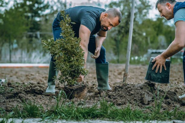 Trusted Upper Lake, CA Tree Services Experts