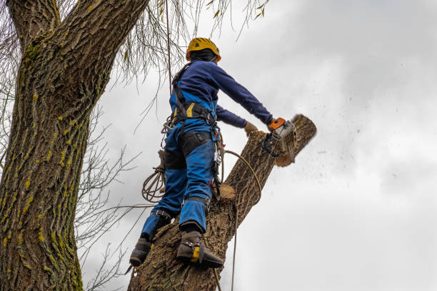 Best Utility Line Clearance  in Upper Lake, CA