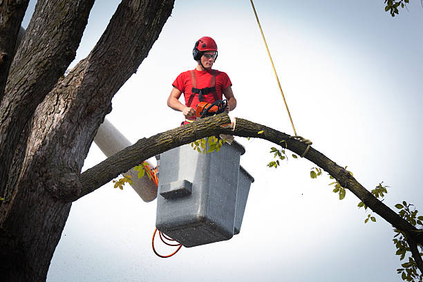 Best Emergency Tree Removal  in Upper Lake, CA