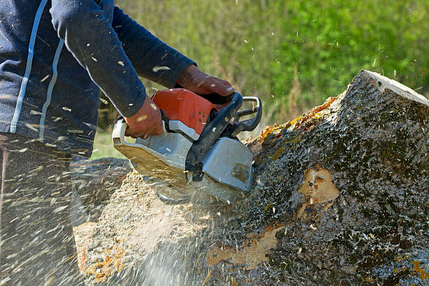 Landscape Design and Installation in Upper Lake, CA